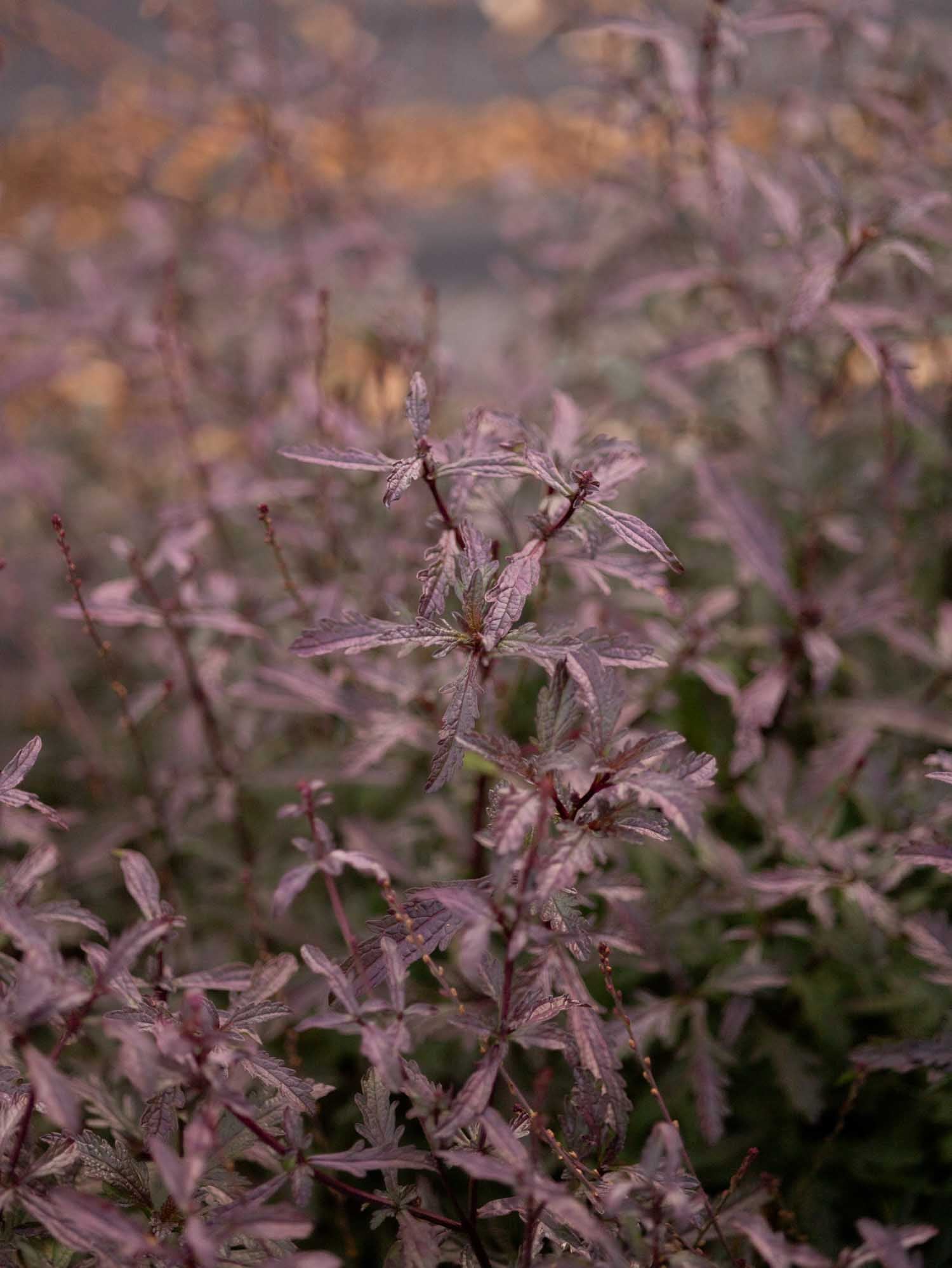 VERBENA - Officinalis 'Bampton'- PLANTS
