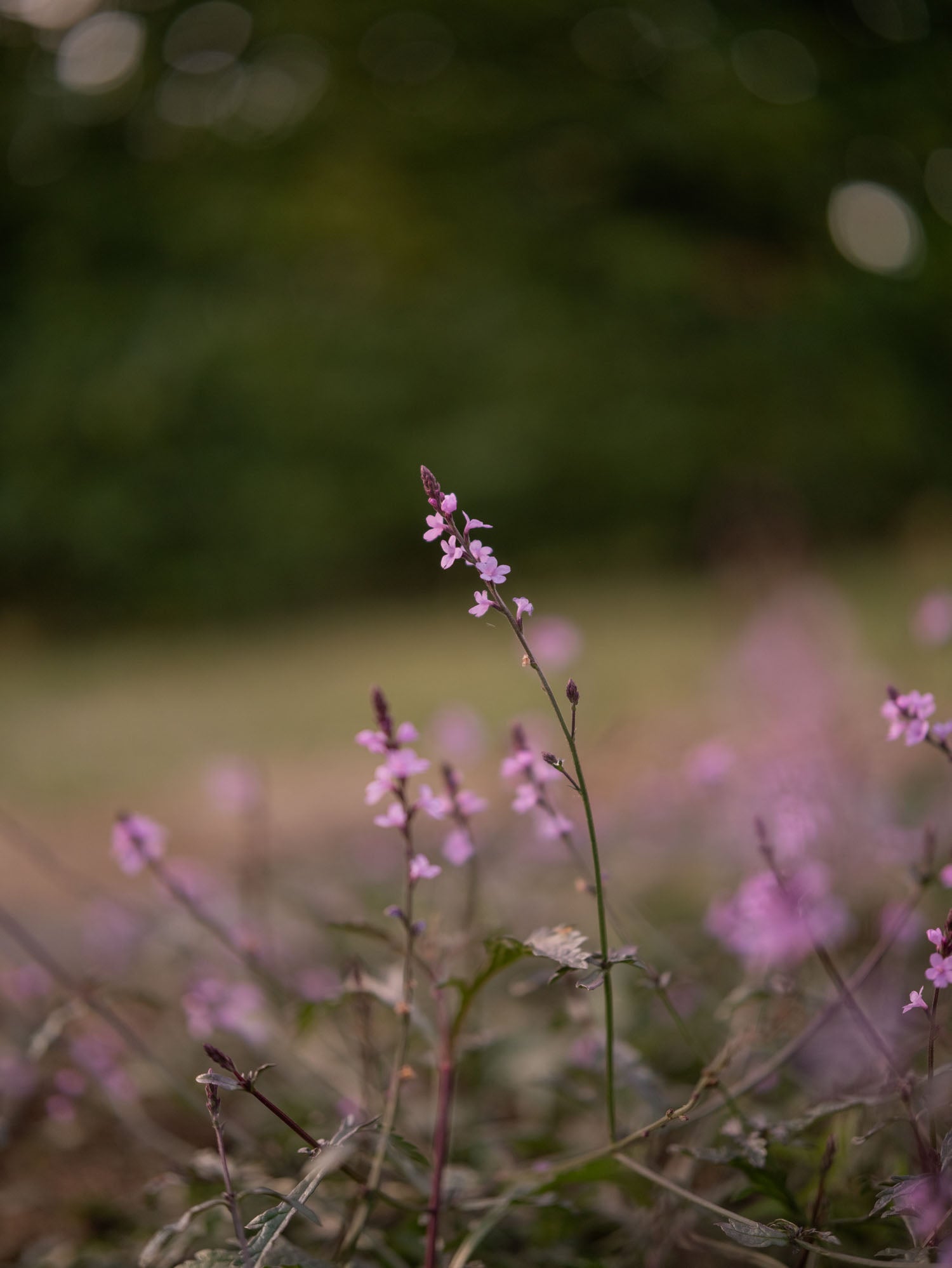 VERBENA - Officinalis 'Bampton'- PLANTS