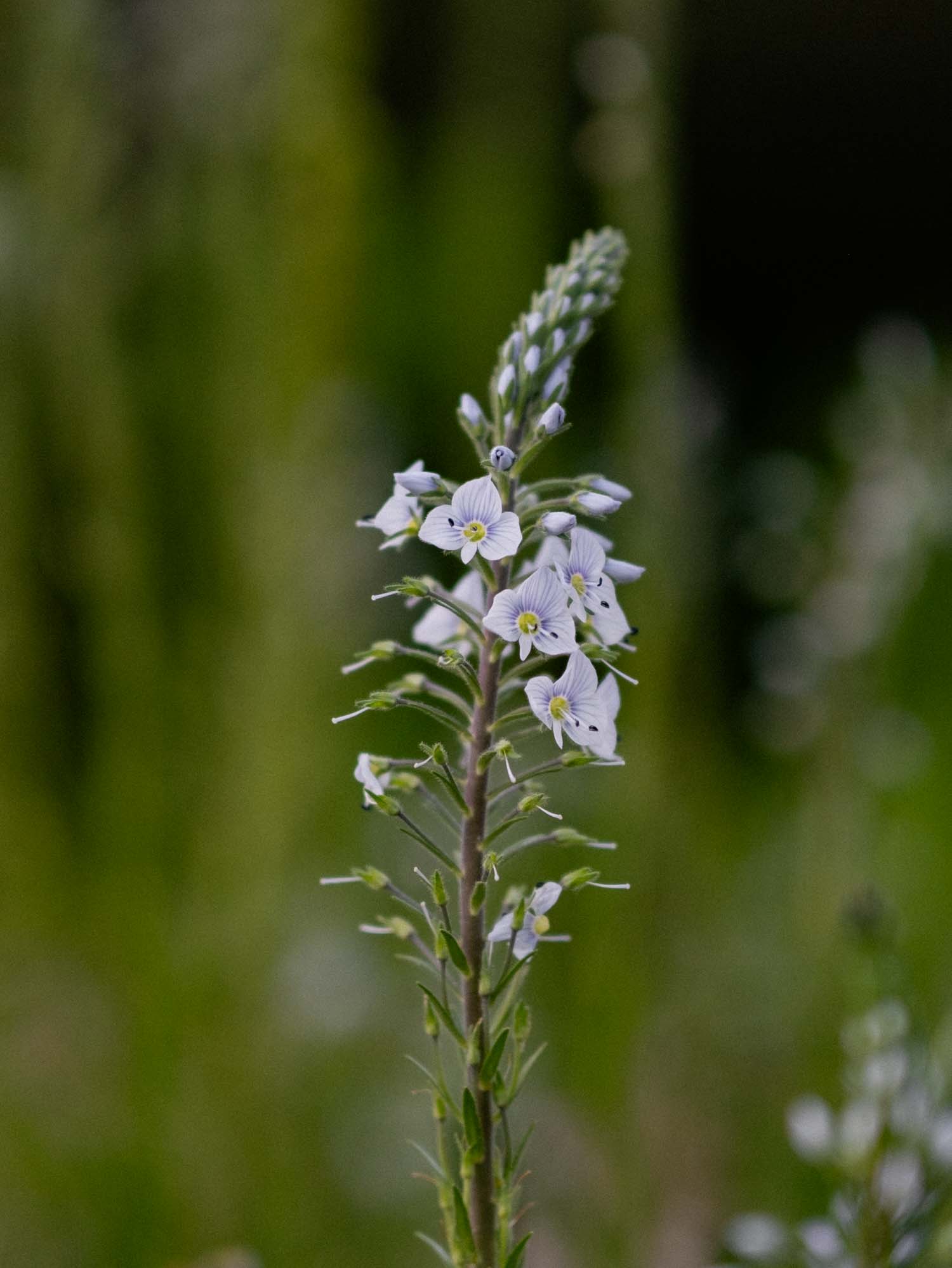 VERONICA - gentianoides - PLANTS