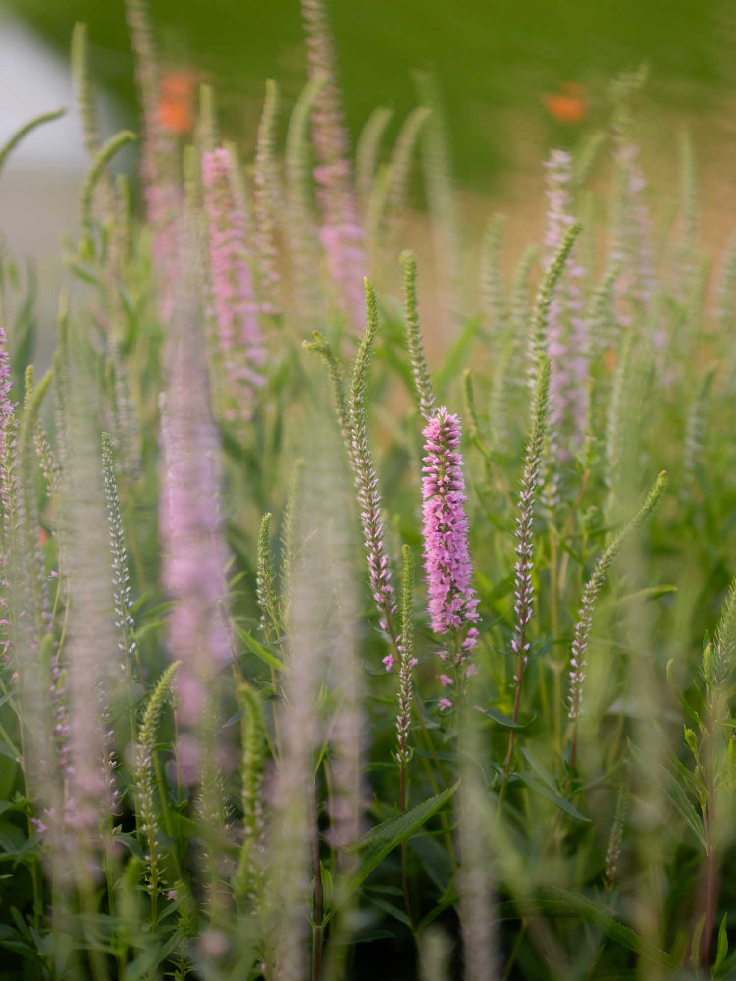 VERONICA - Pink Shades - PLANTS