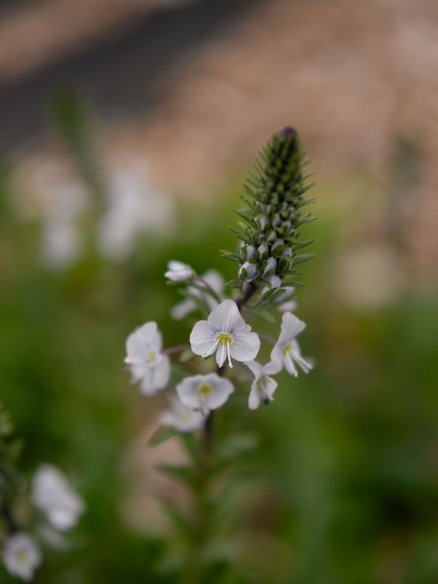 VERONICA - gentianoides - PLANTS