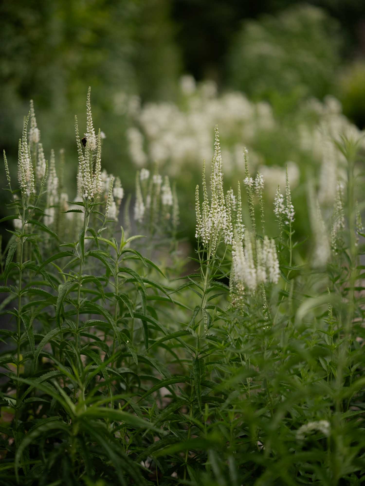VERONICA - Alba - PLANTS