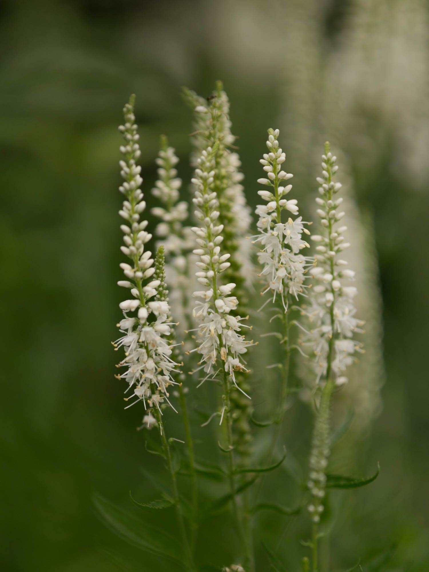 VERONICA - Alba - PLANTS