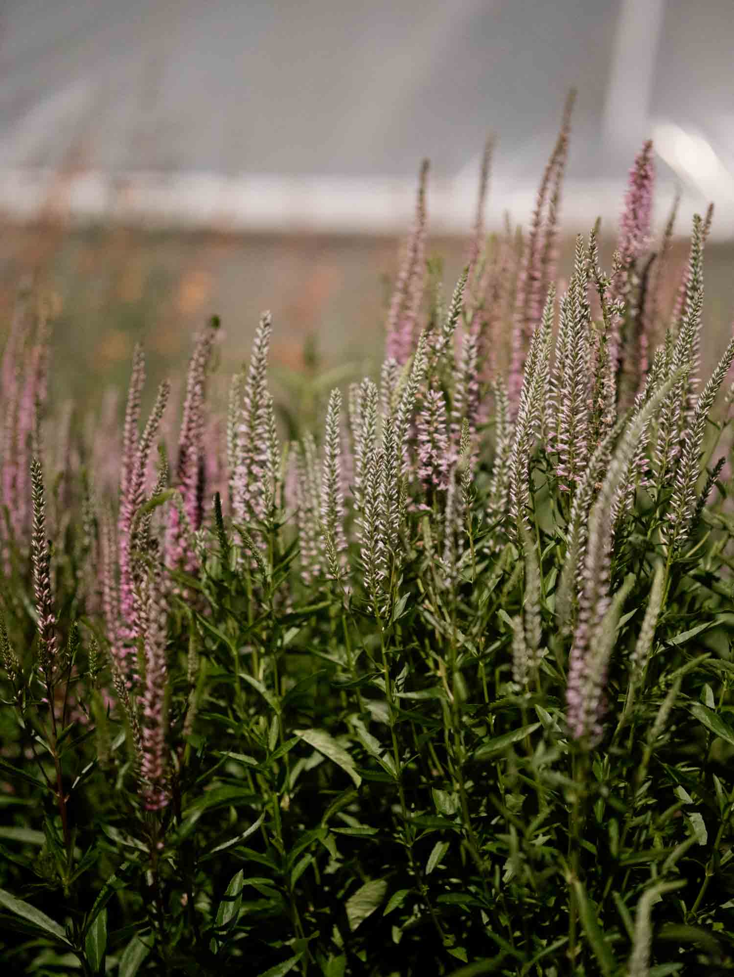 VERONICA - Pink Shades - PLANTS