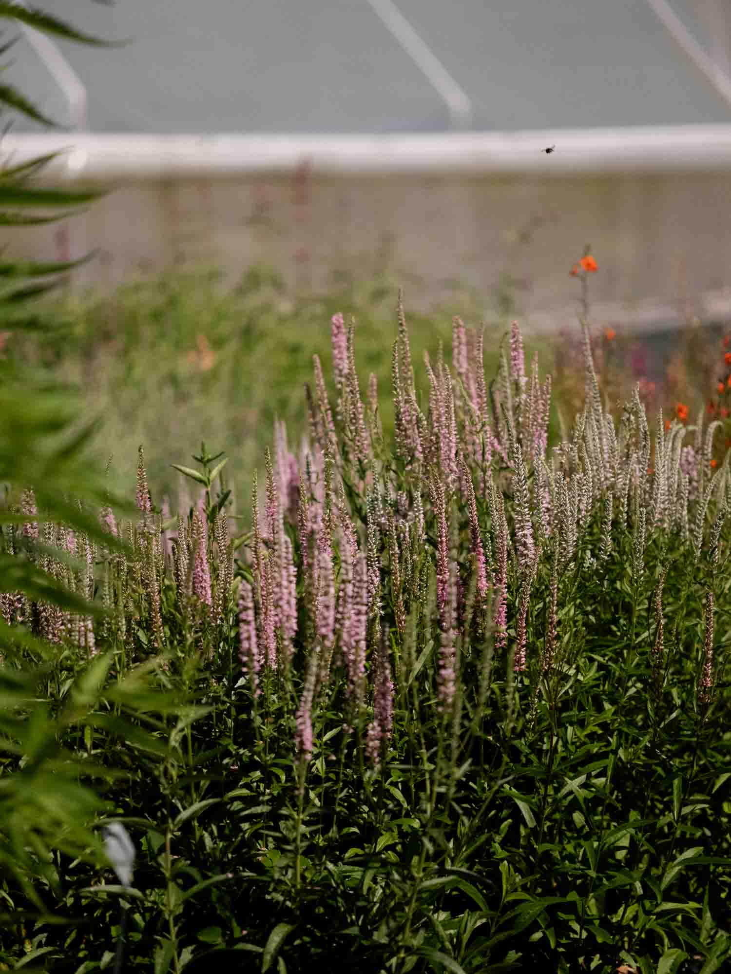 VERONICA - Pink Shades - PLANTS