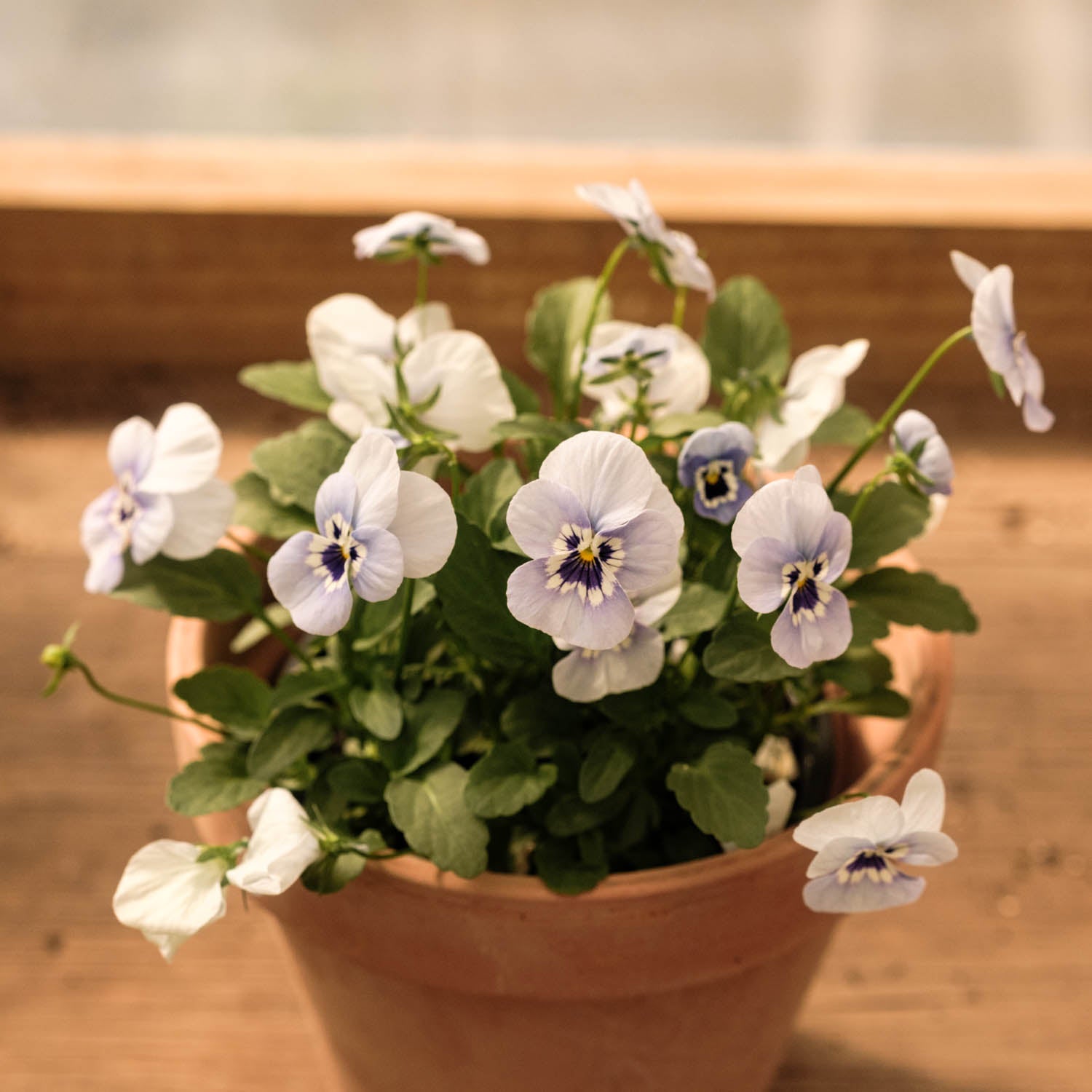 Viola - Penny Marina