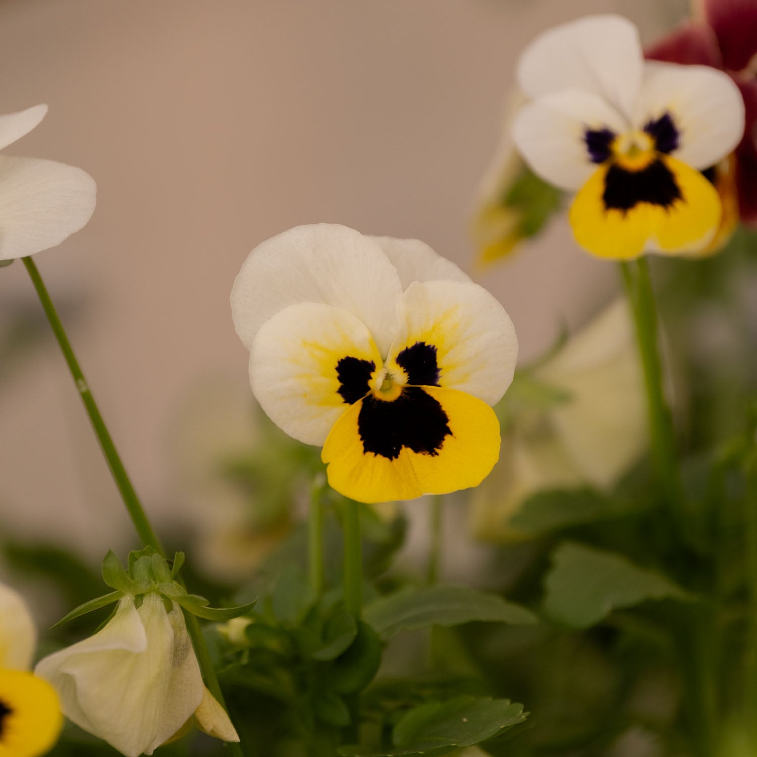 VIOLA - Sorbet Lemon Ice Blotch - PLANTS