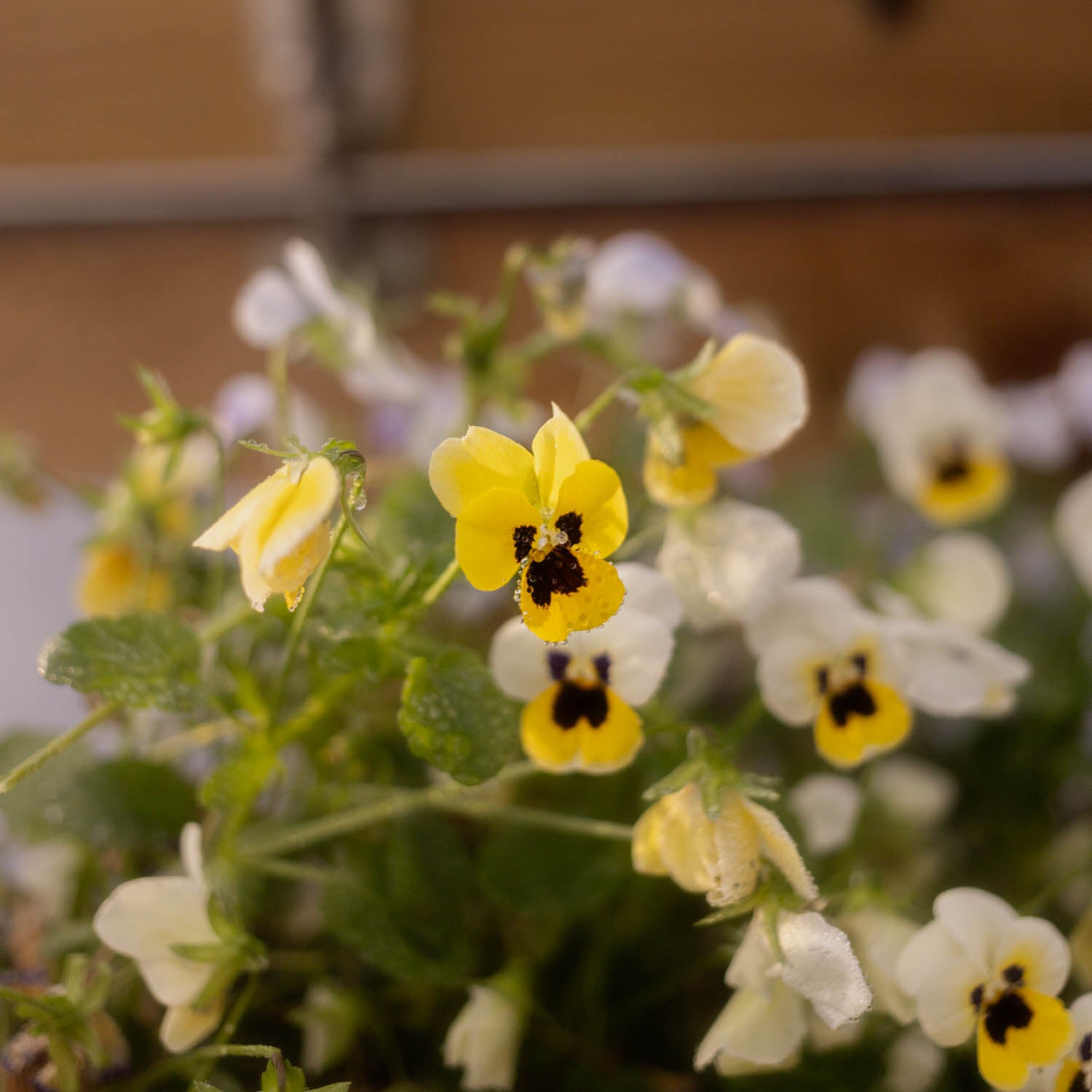 VIOLA - Sorbet Lemon Ice Blotch - PLANTS