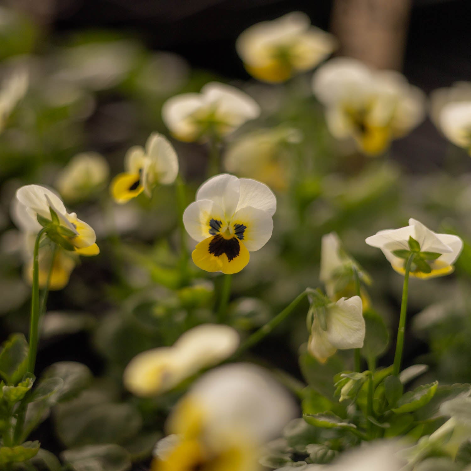 VIOLA - Sorbet Lemon Ice Blotch - PLANTS