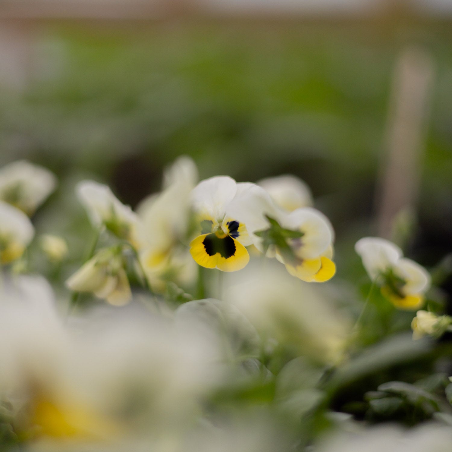 VIOLA - Sorbet Lemon Ice Blotch - PLANTS