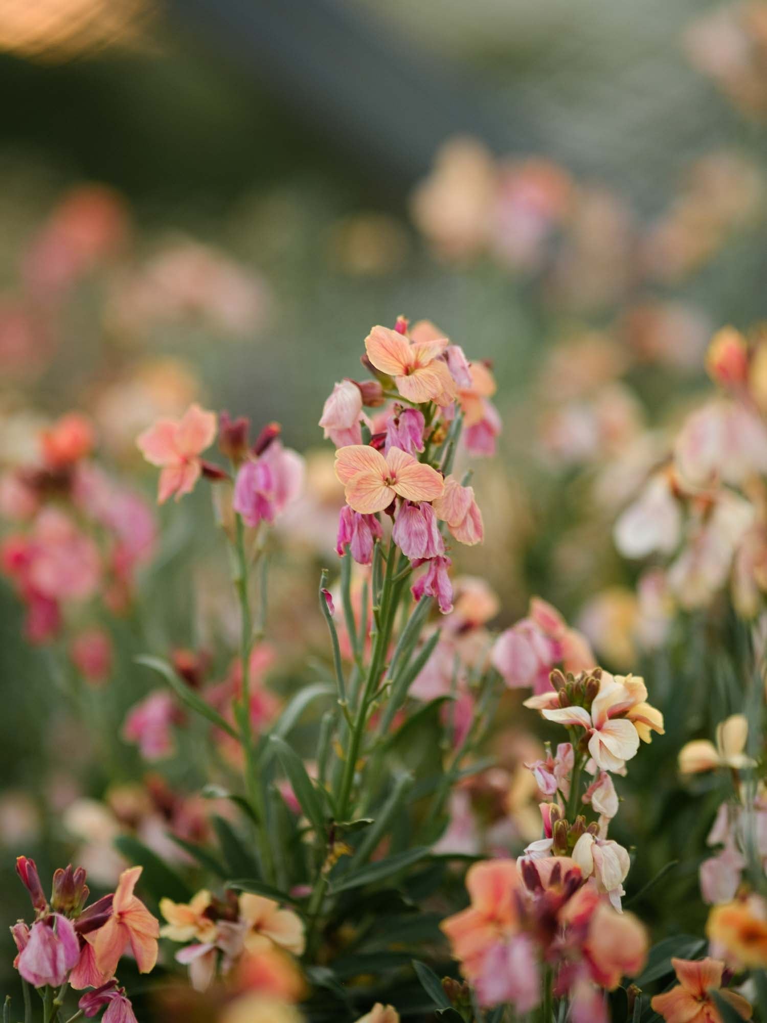 Wallflower - Sunset Apricot