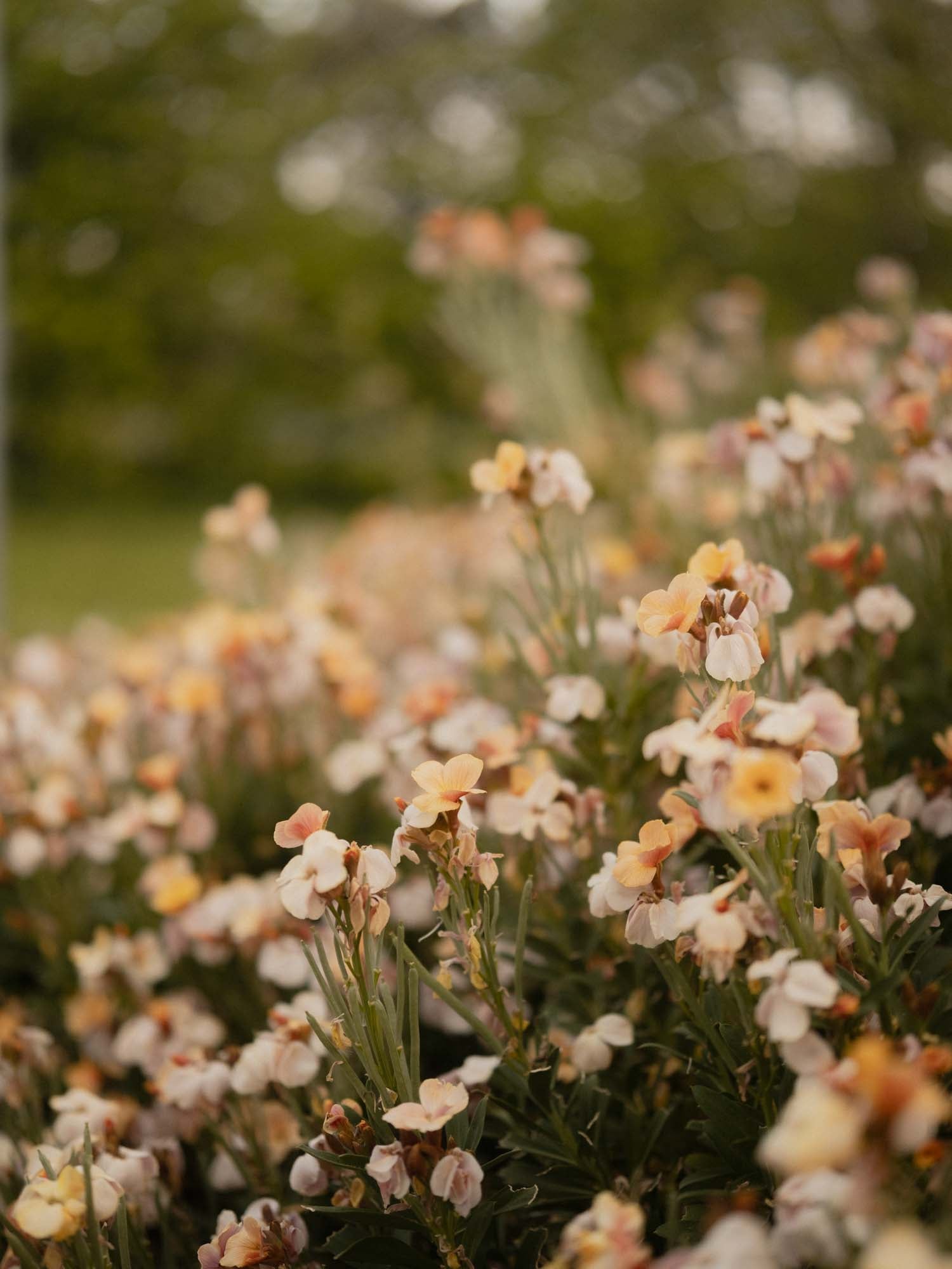 Wallflower - Sunset Apricot