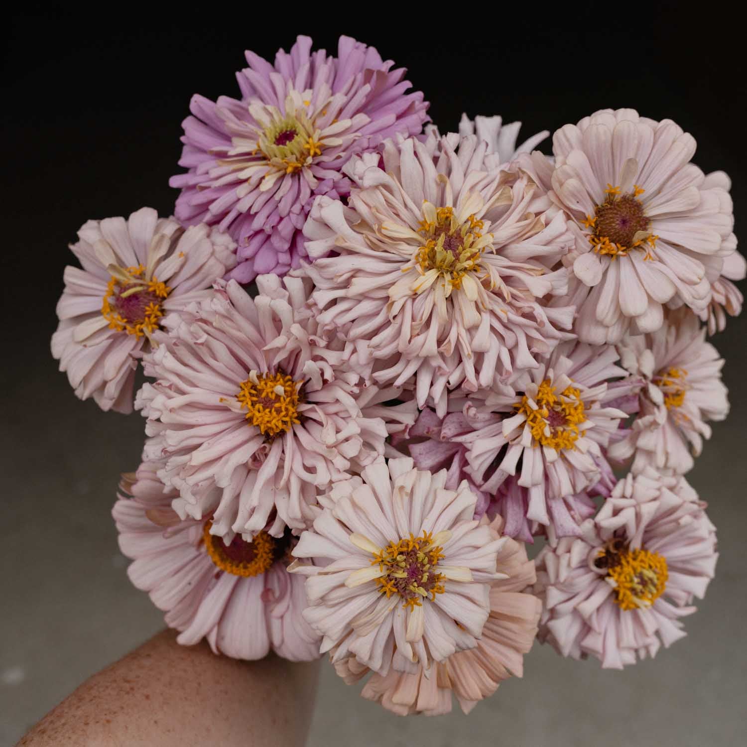 ZINNIA - Dawn Creek Blush - PLANTS