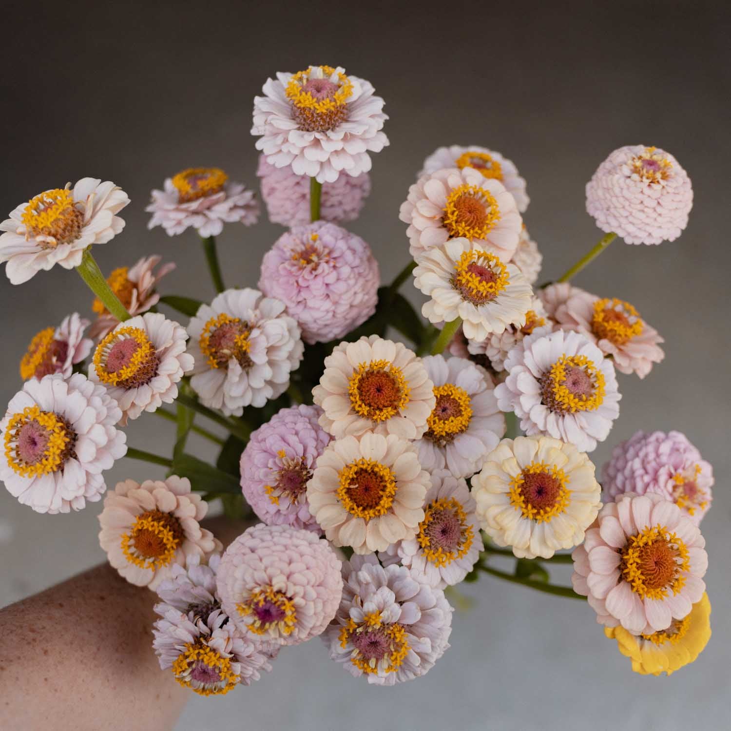 ZINNIA - Little Flower Girl - PLANTS