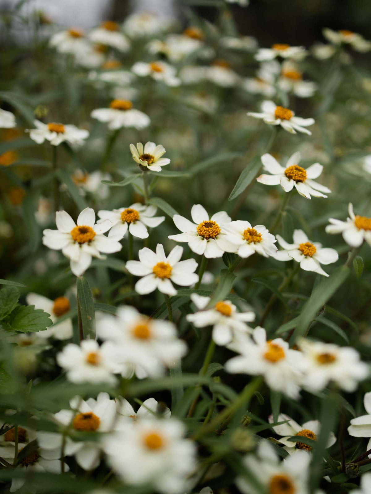 Zinnia angustifolia - White Star