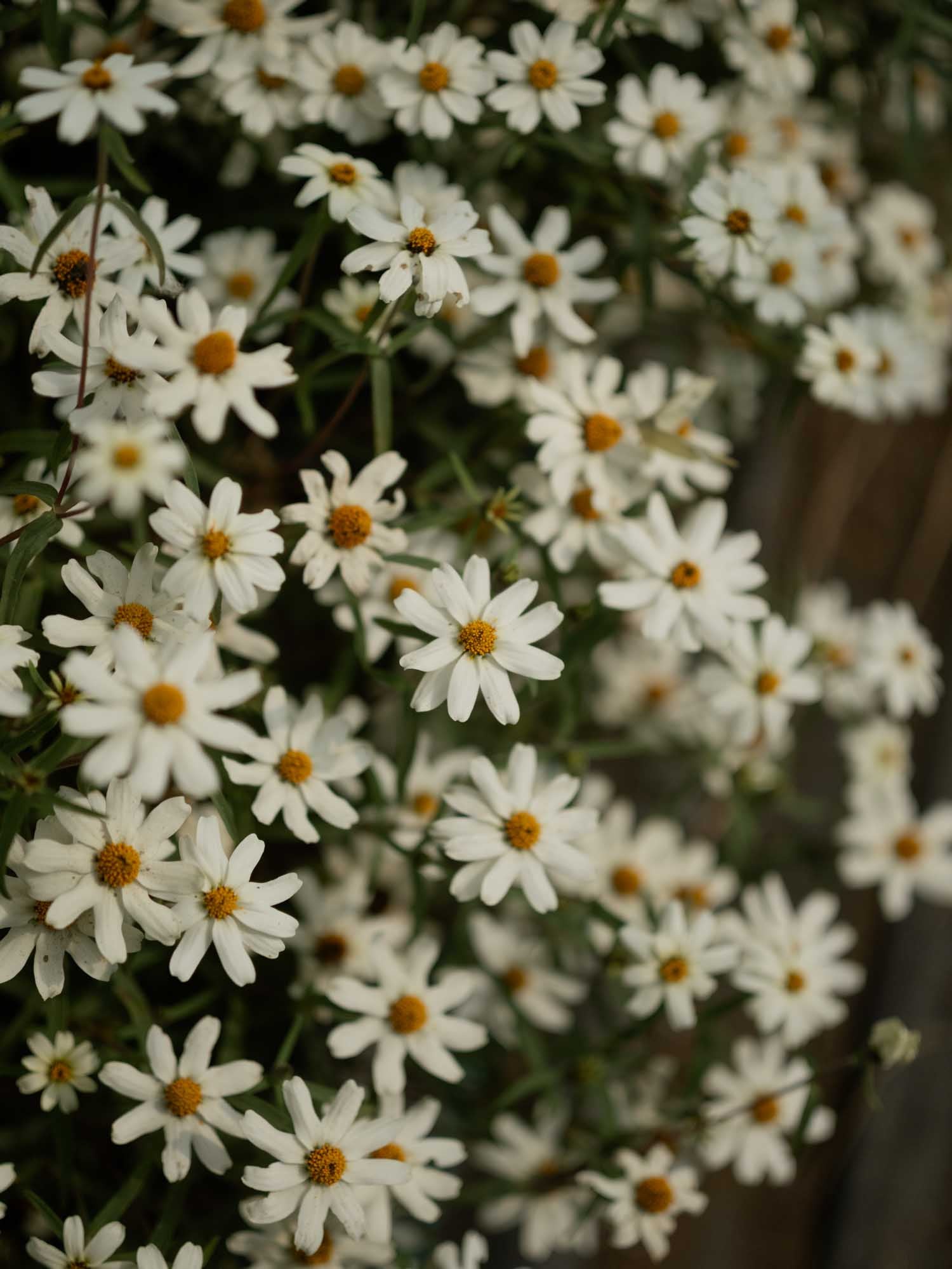 Zinnia angustifolia - White Star