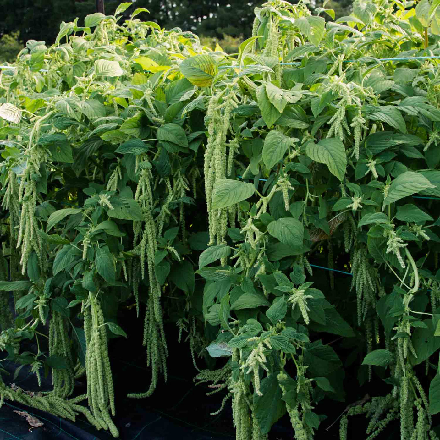 Amaranthus Emerald Tassels Seeds NZ