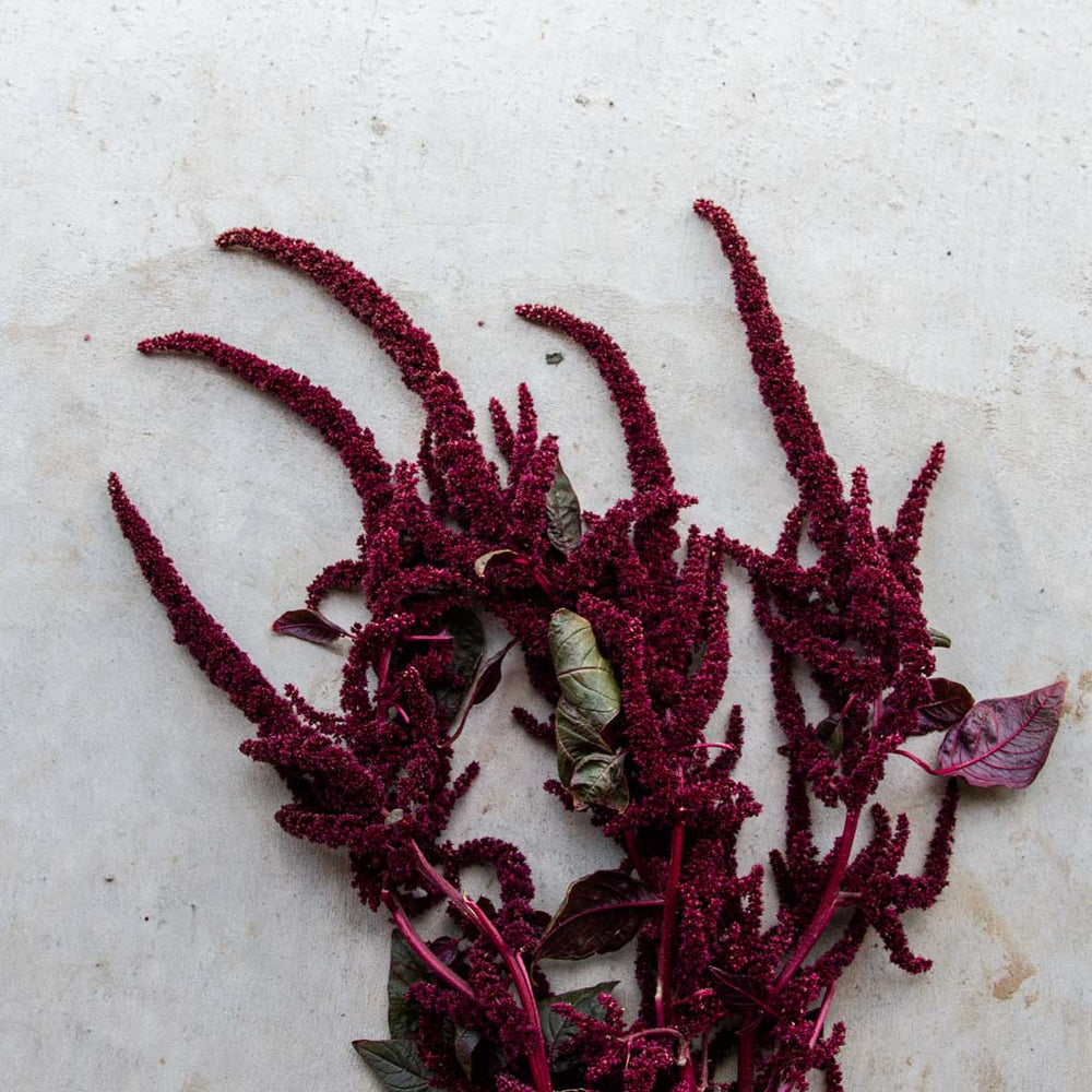 Amaranthus Hopi Red Dye Seeds NZ