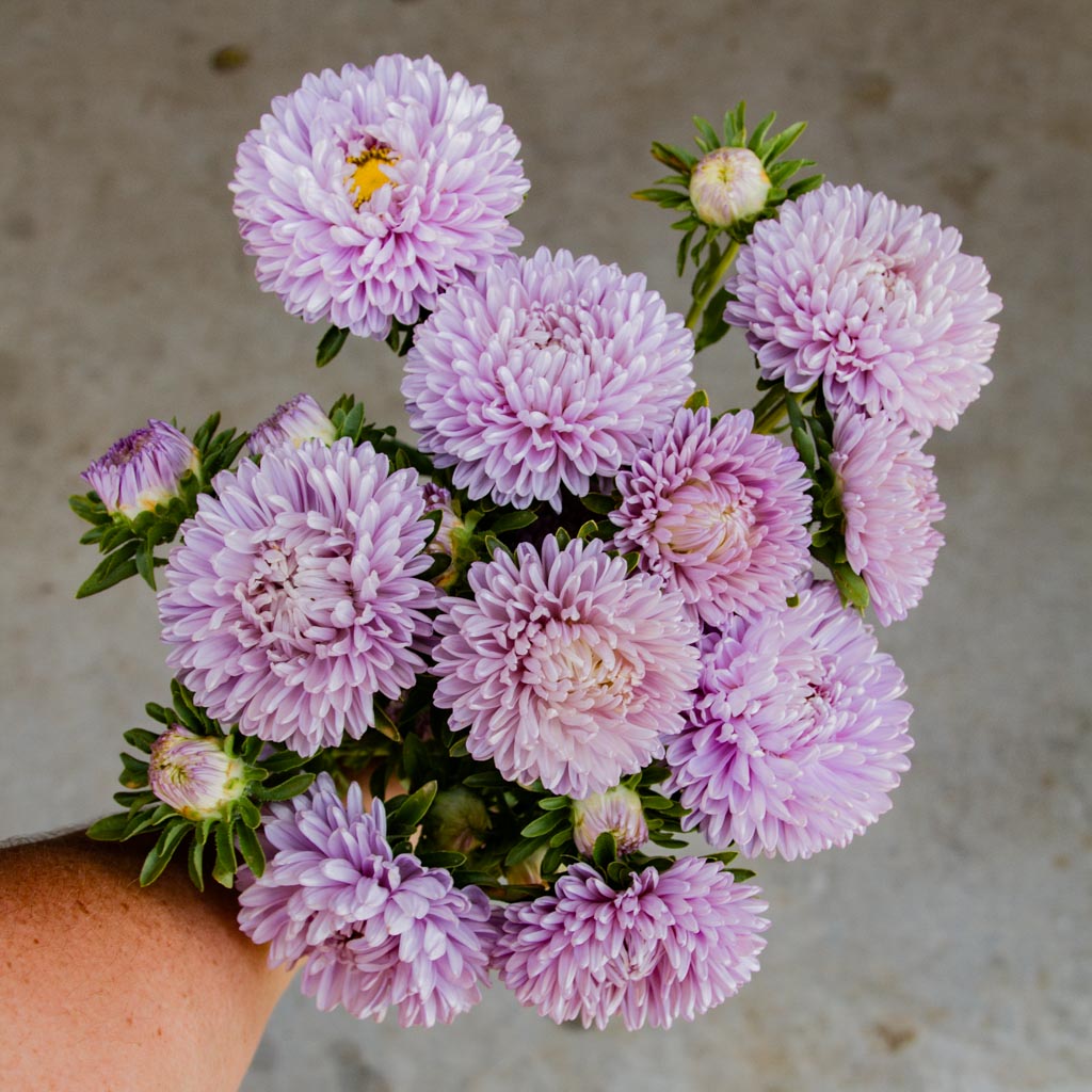 Aster - Lady Coral Lavender