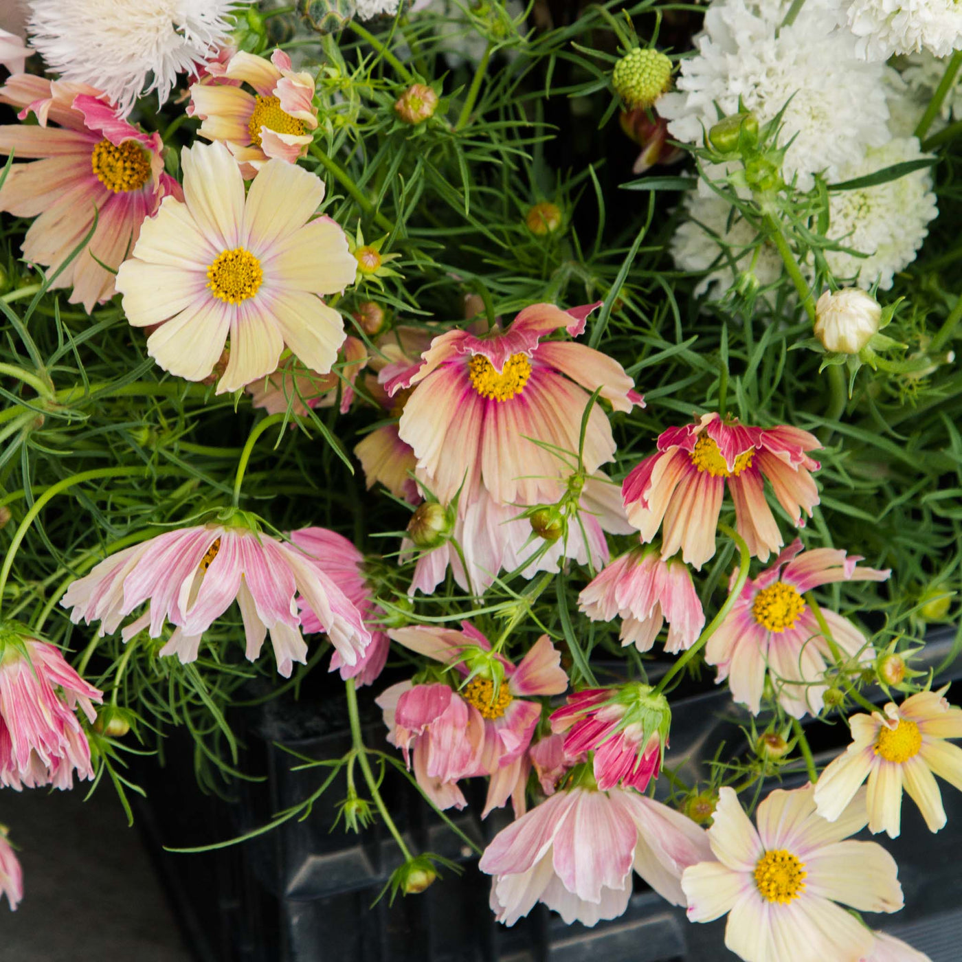 Cosmos Apricot Lemonade Seeds NZ