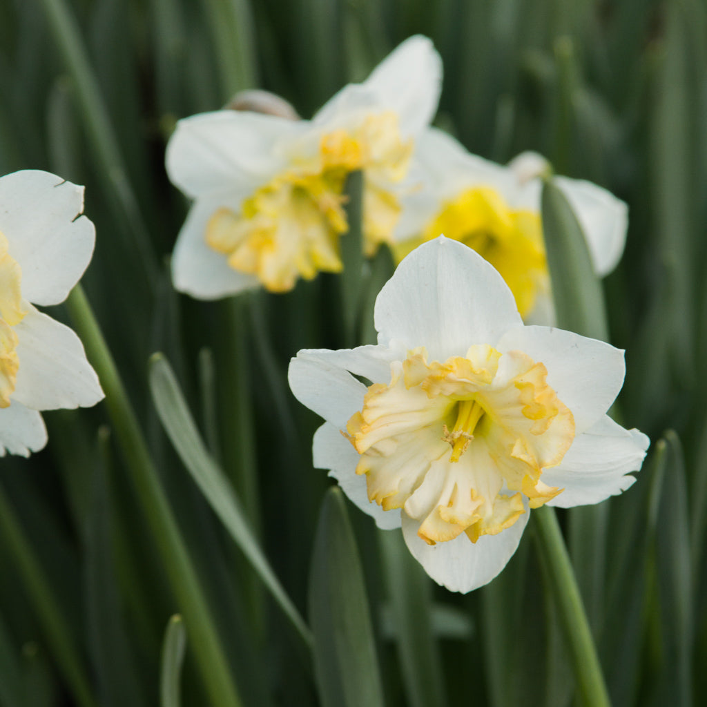 DAFFODIL - Changing Colours