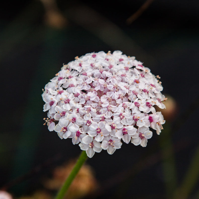 Didiscus - Pink Lace - Seeds NZ