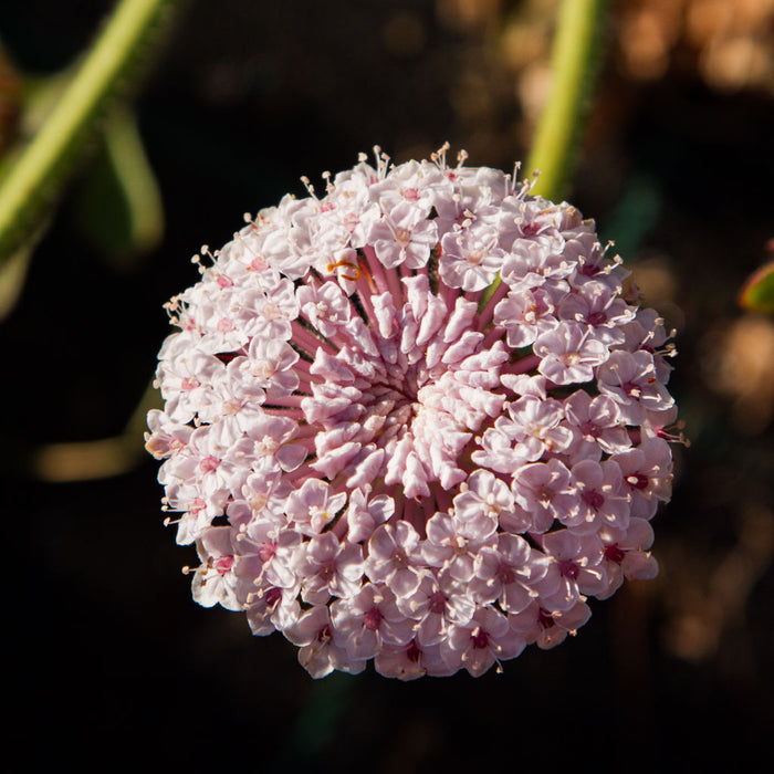 Didiscus - Pink Lace - Seeds NZ