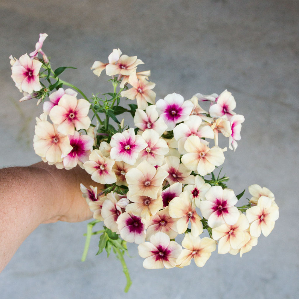 Specialty CutFlower Seeds NZ Page 3