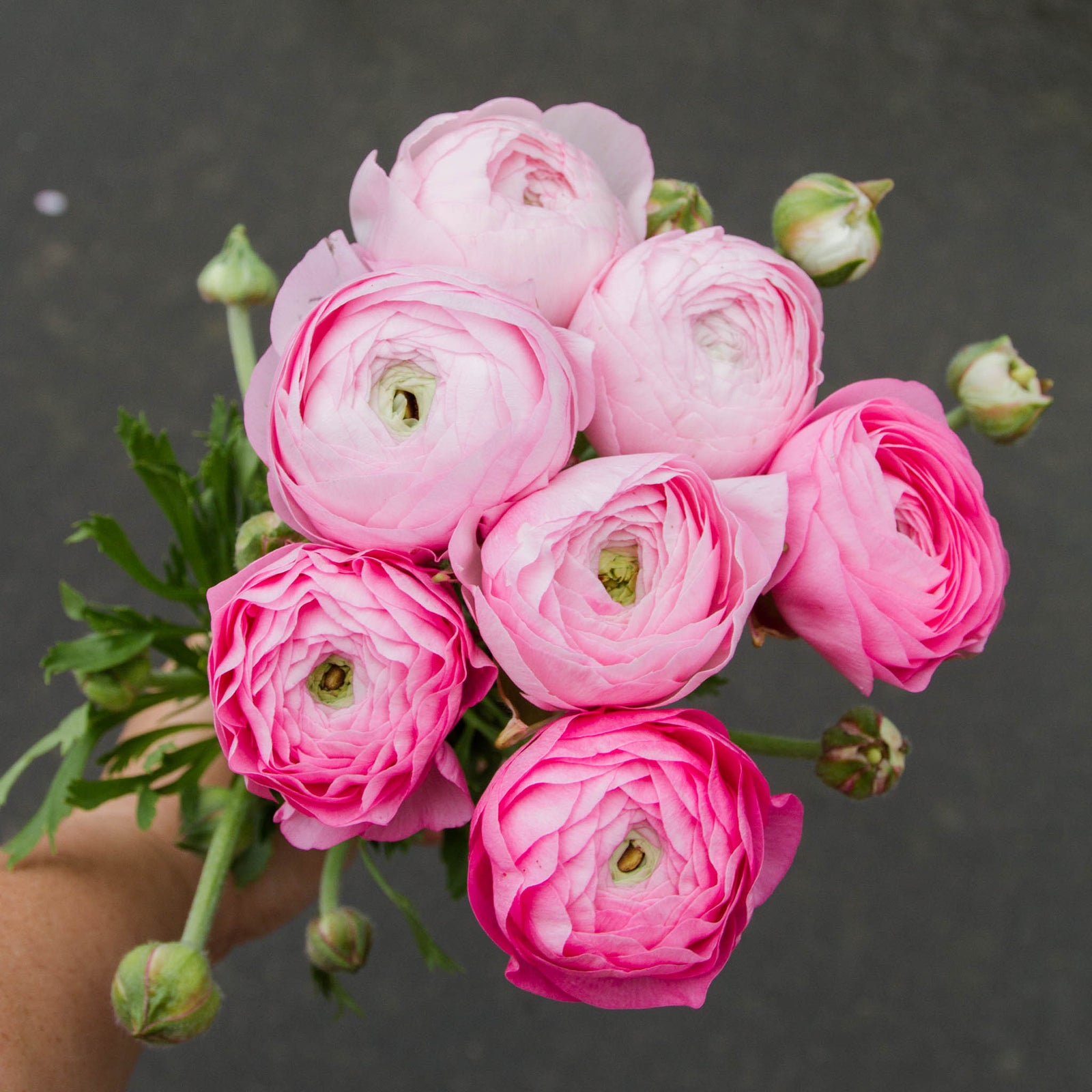 RANUNC Marshmallow PLANTS