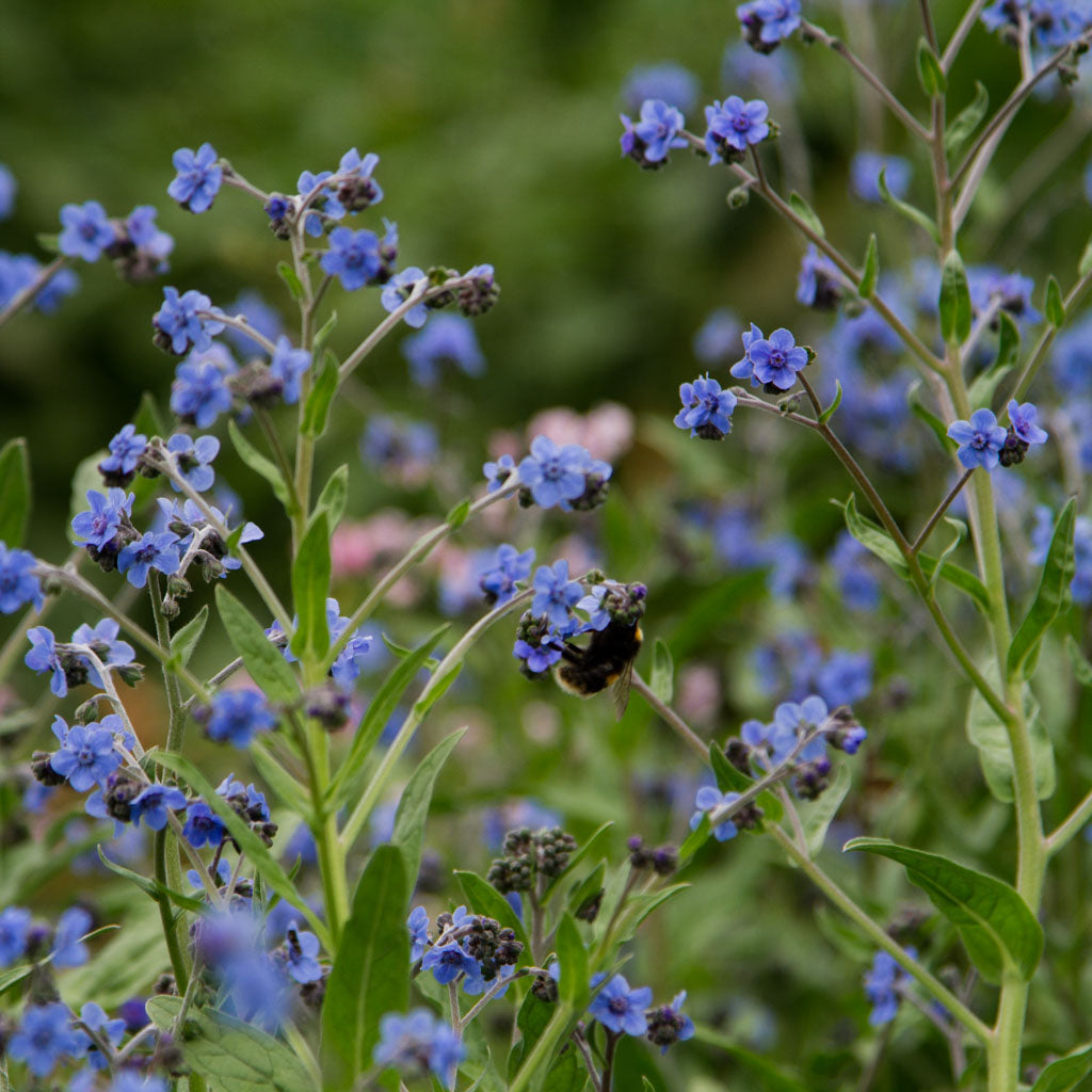 Forget Me Not - Chinese Blue