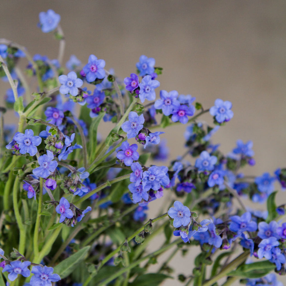 Me Not Chinese Blue Seeds NZ