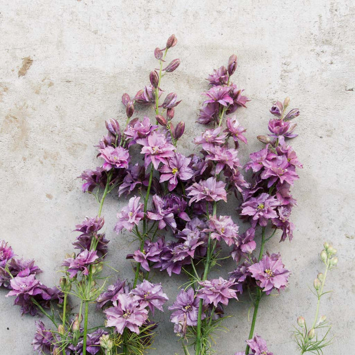 Larkspur Misty Lavender