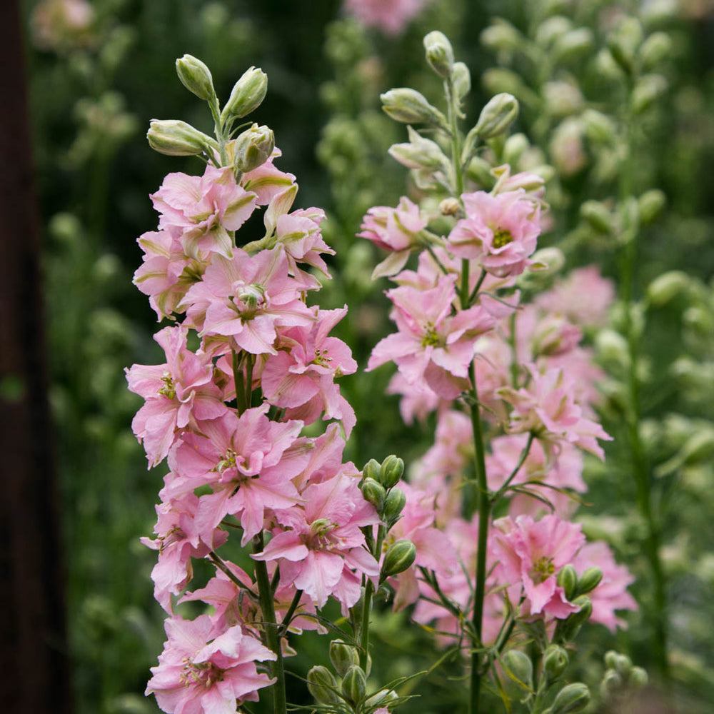 Larkspur - Light Pink