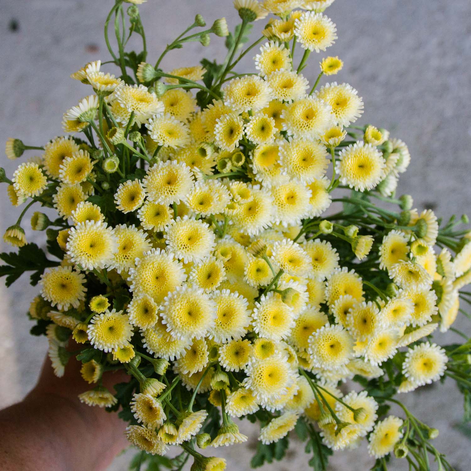 MATRICARIA - Magic Lime - PLANTS