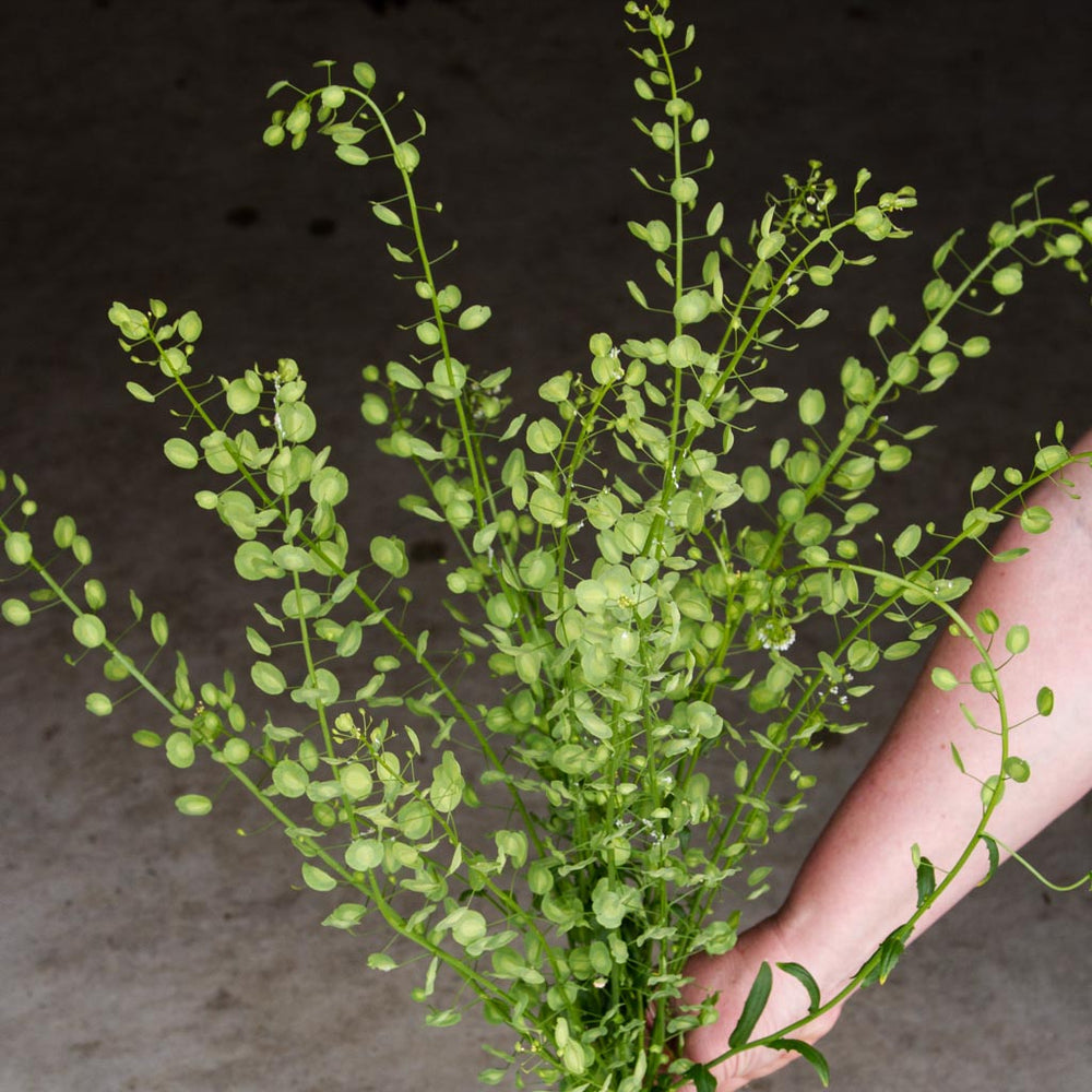 Specialty CutFlower Seeds NZ Page 2