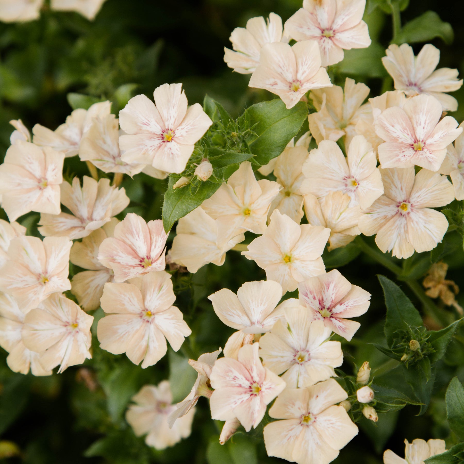 Phlox - Creme Brulee - Seeds NZ