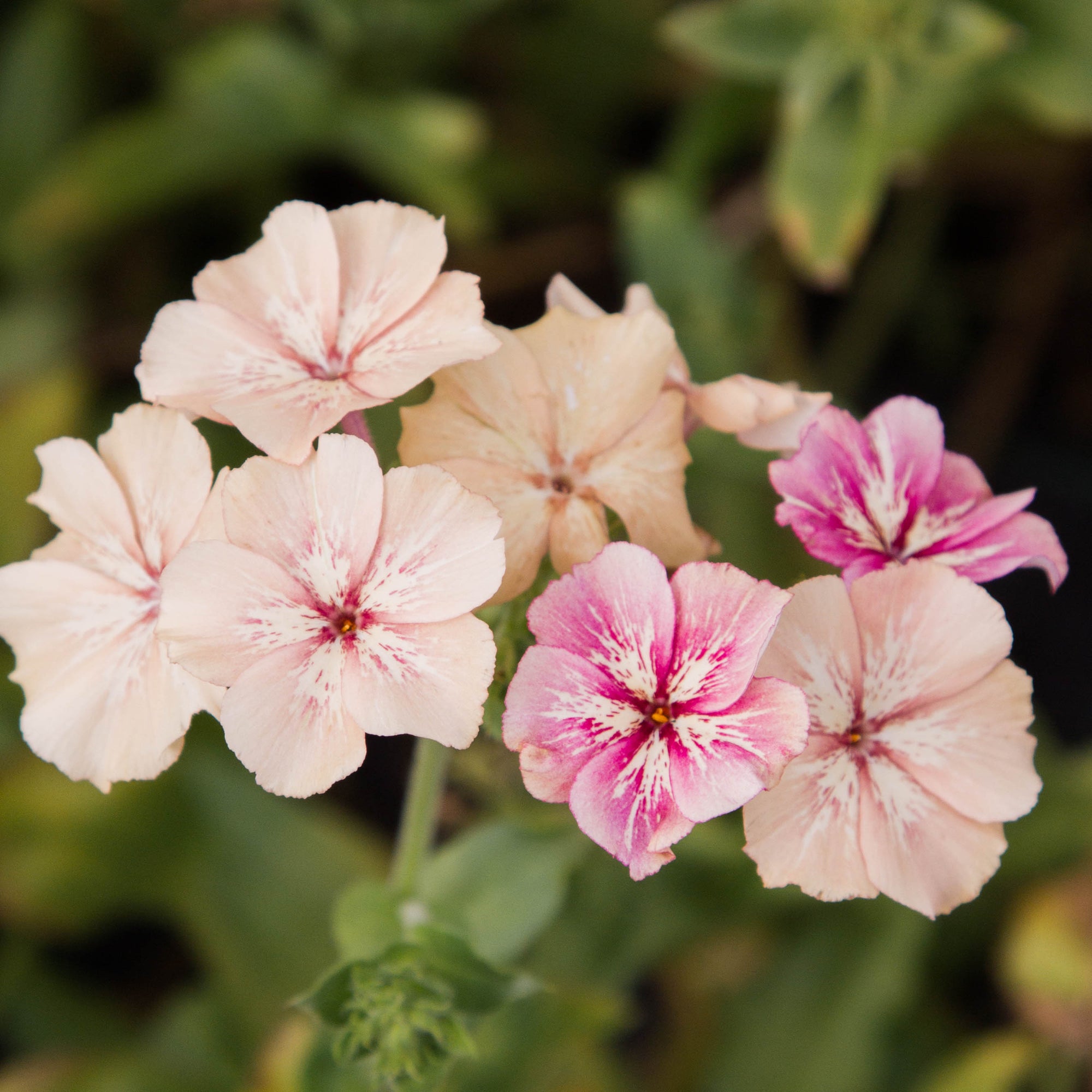 Phlox - Creme Brulee - Seeds NZ