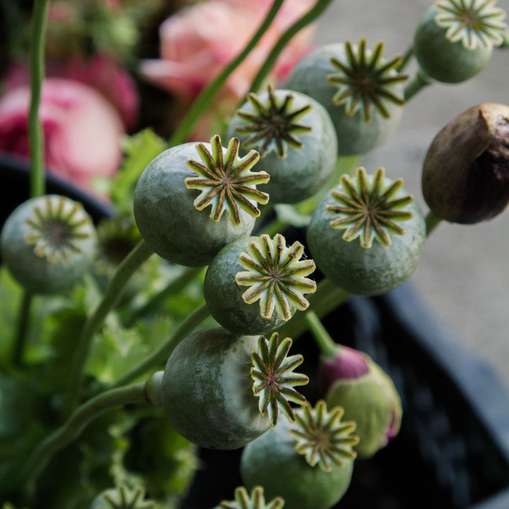 Poppy - Hungarian Breadseed