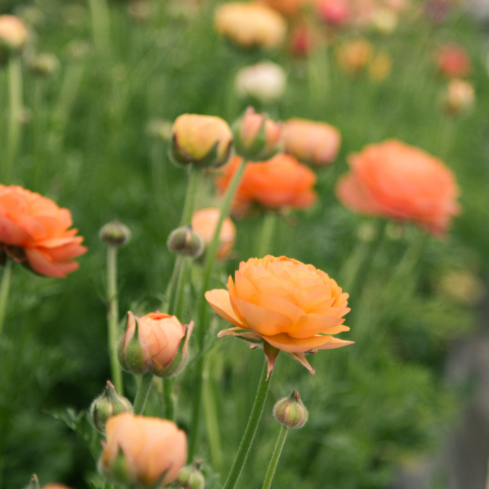 Champagne Ranunculus RANUNC - La Belle Champagne - PLANTS
