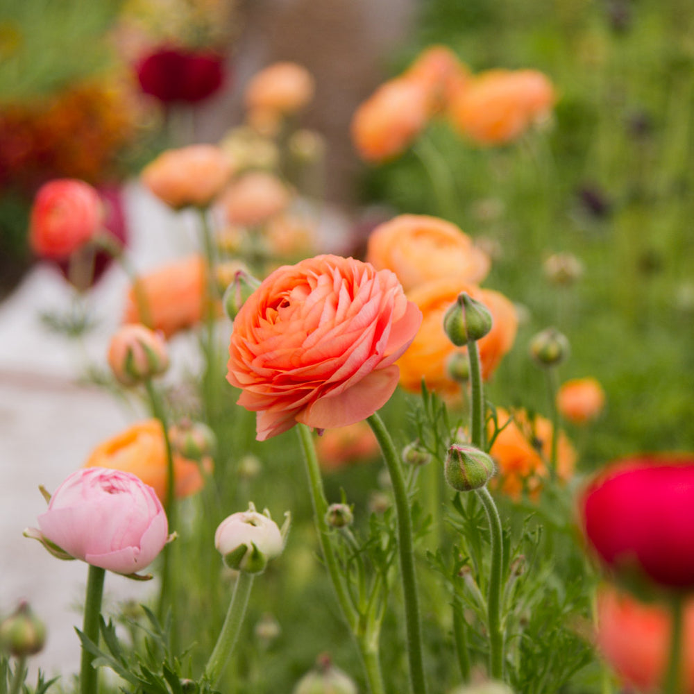 Champagne Ranunculus RANUNC - La Belle Champagne - PLANTS