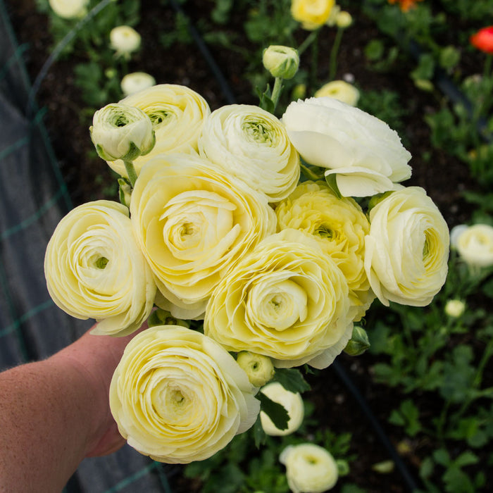Butter Ranunculus RANUNC - Buttercream - PLANTS