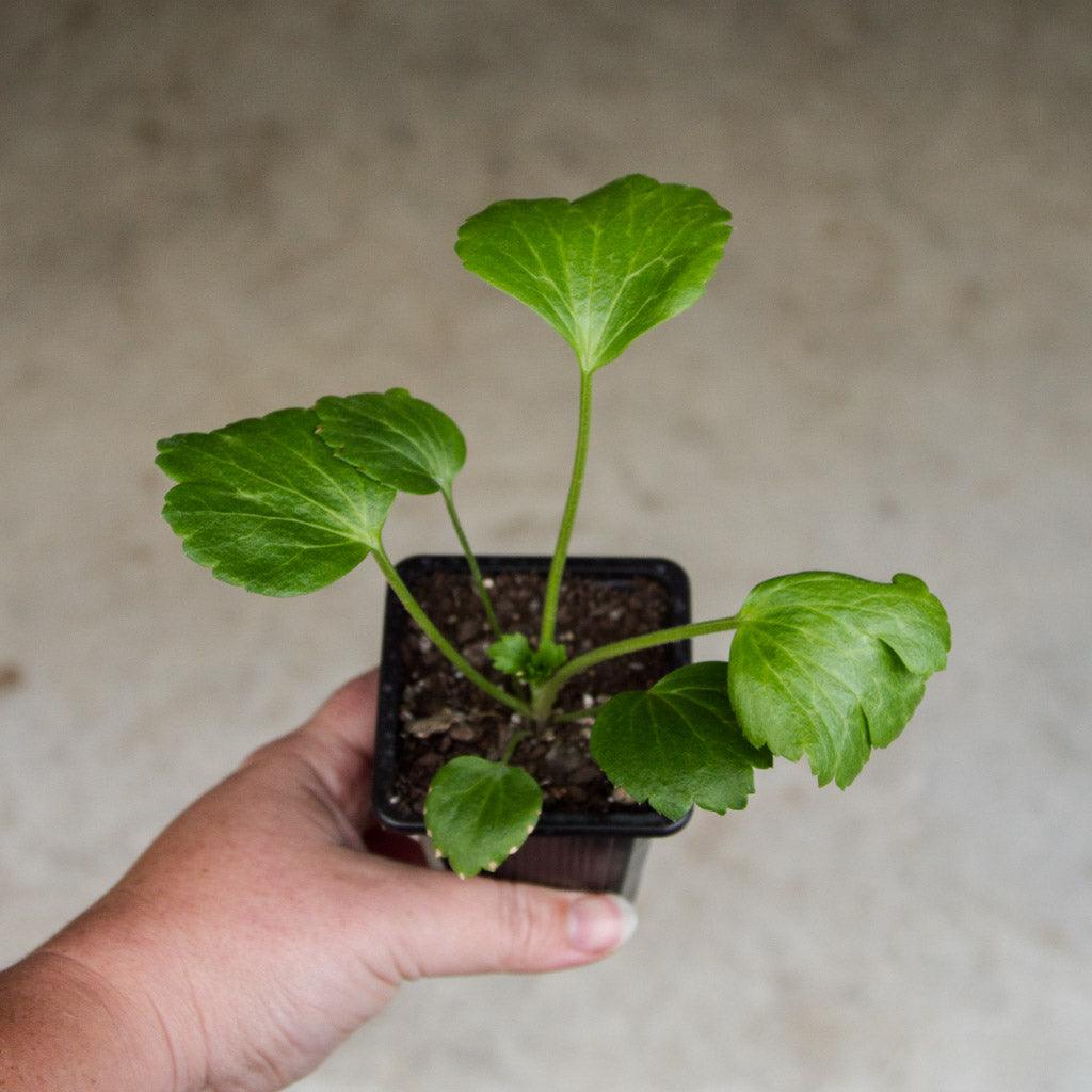 RANUNC - Clementine - PLANTS