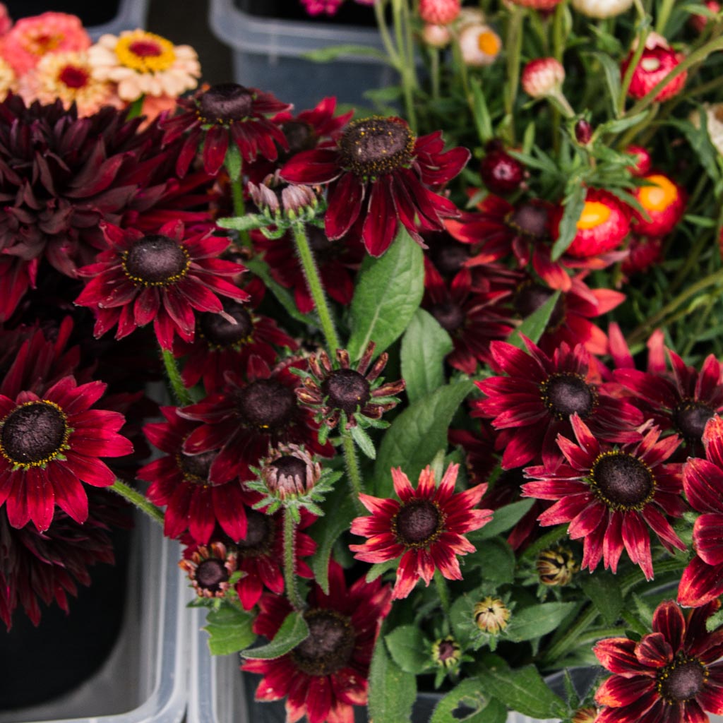 Rudbeckia - Cherry Brandy