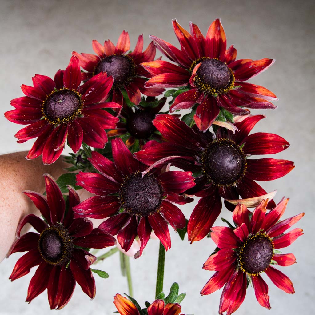 Rudbeckia - Cherry Brandy