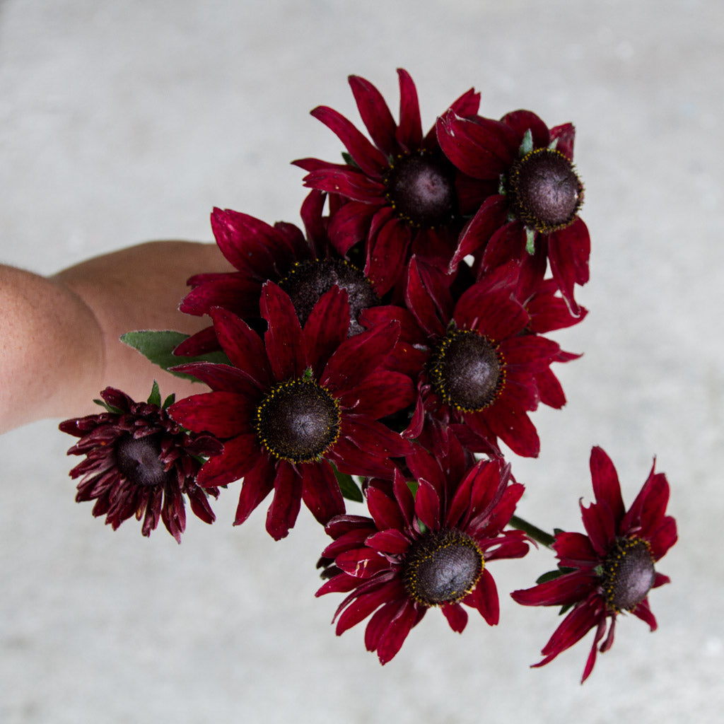 Rudbeckia - Cherry Brandy