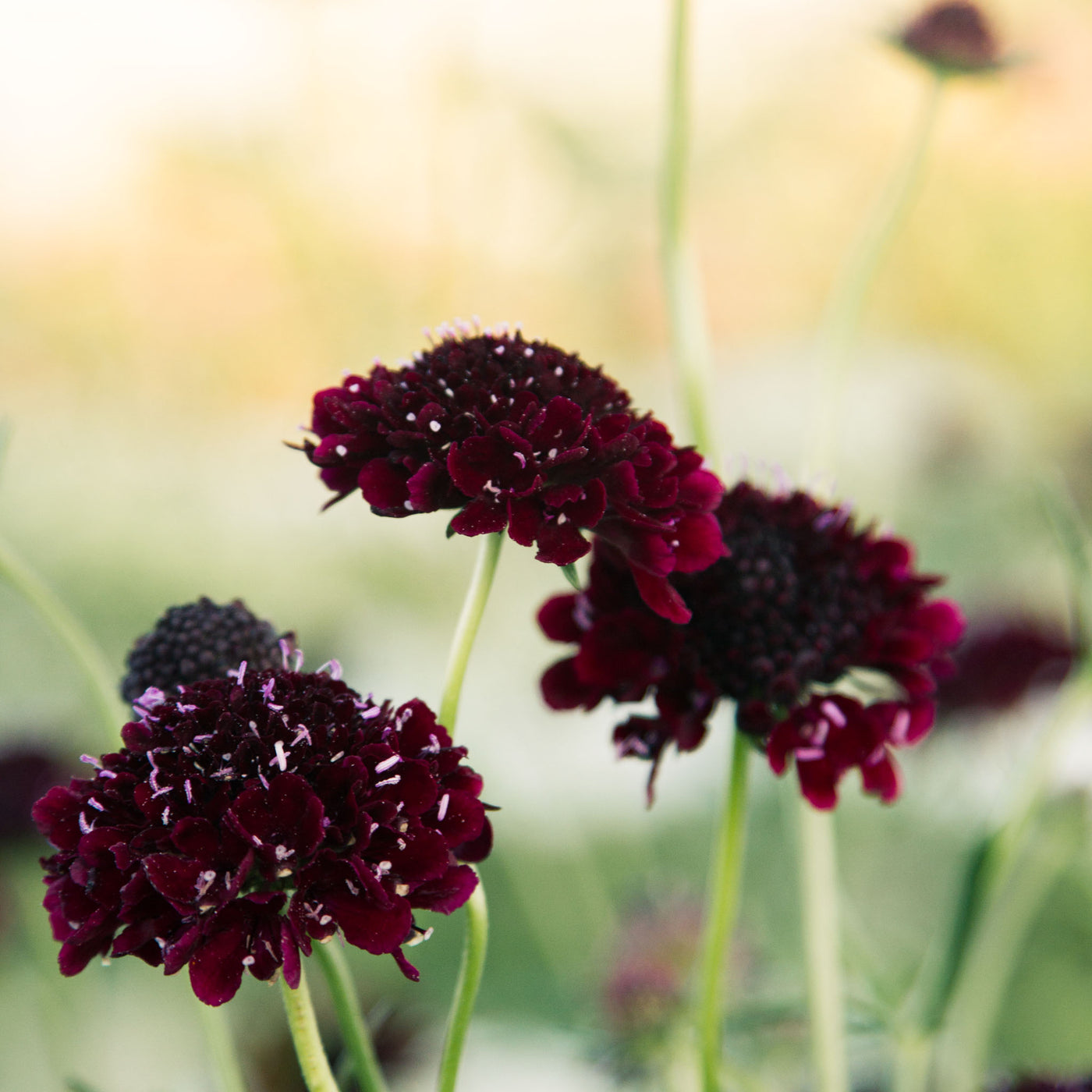 Scabiosa - Black Knight