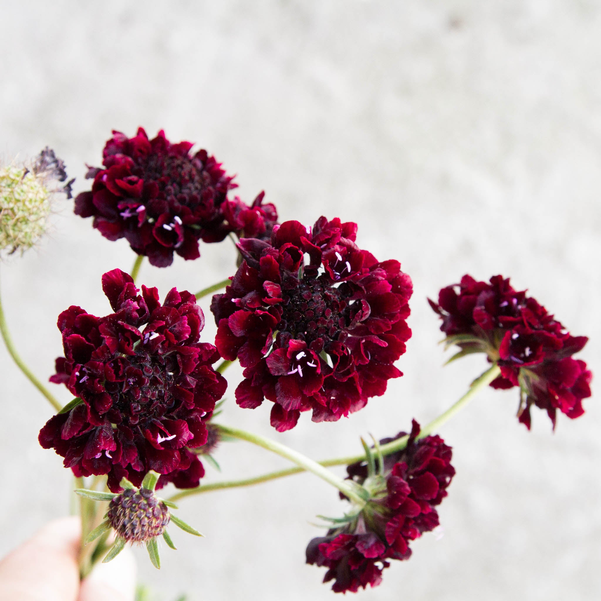 Scabiosa - Black Knight