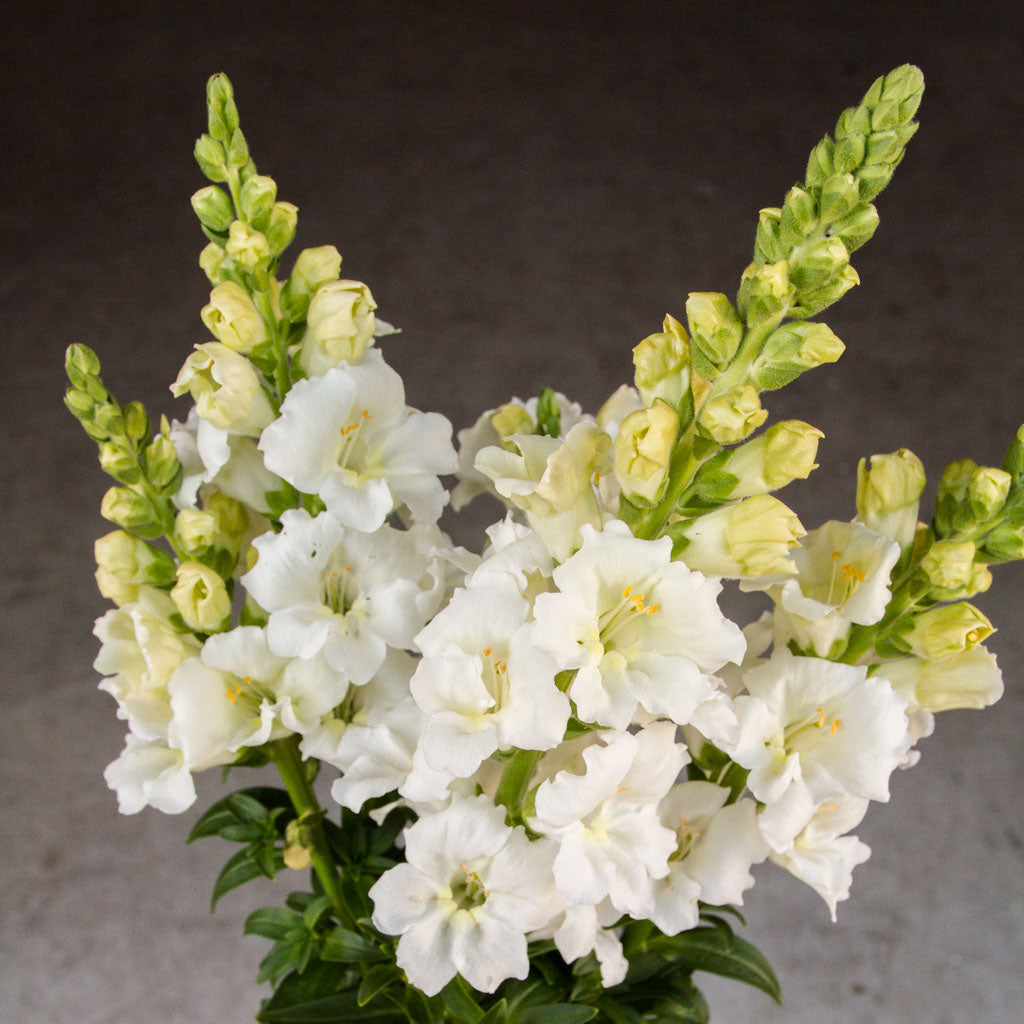 Snapdragon - Chantilly White