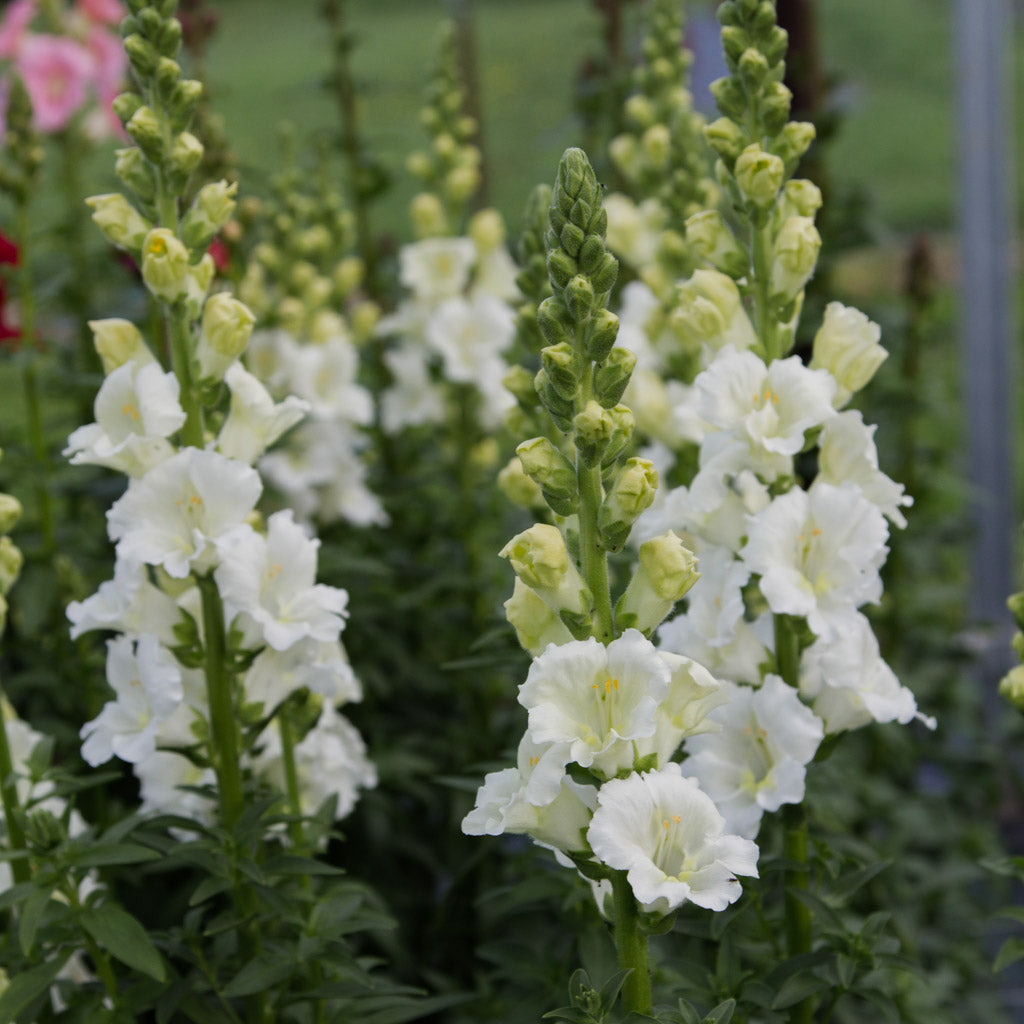 Snapdragon - Chantilly White