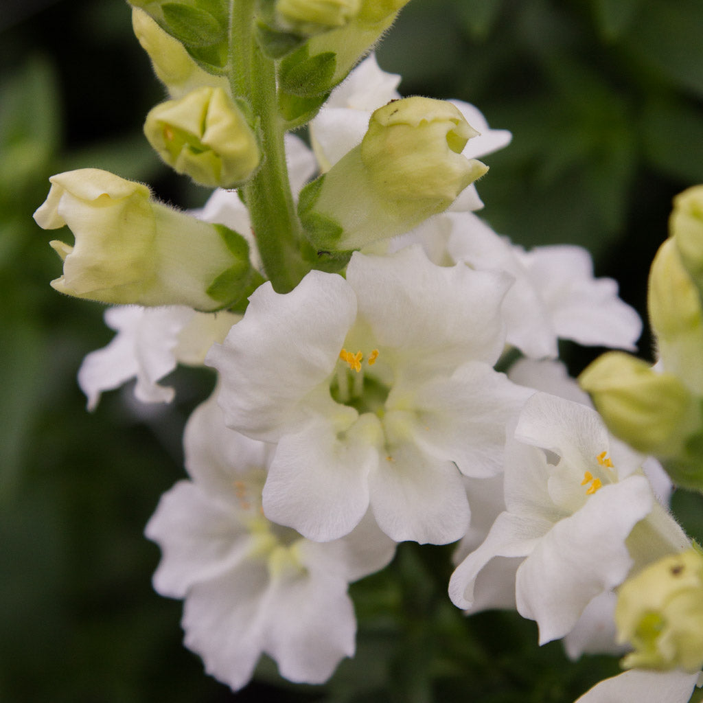 Snapdragon - Chantilly White